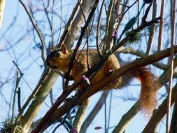 squirrel on tree branches in the park