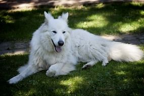 big white dog on the grass