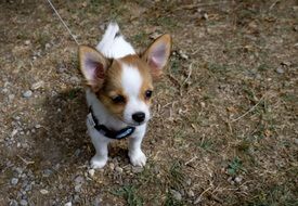little puppy with big ears