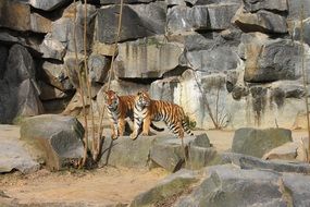 couple of tigers in the berliner zoo