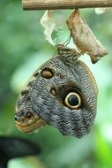 butterfly caterpillar larvae