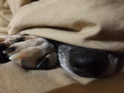 dog nose and paw close up