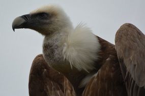 majestic vulture