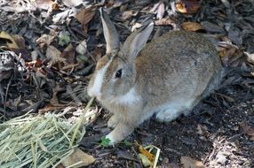 wild rabbit in Hiroshima