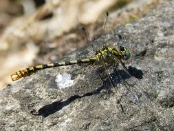 striped dragonfly on stone