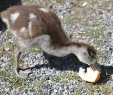 Goose Chicks