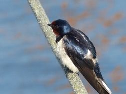 young fluffy Swallow portrait