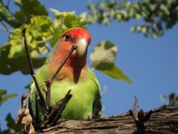 Parrot lovebird