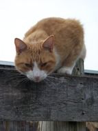 white ginger cat on the roof