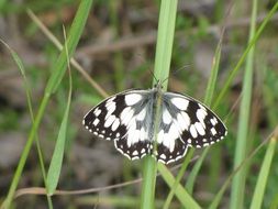 striped butterfly on the stem of a plant