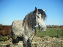 Hypoallergenic horse is on the farm