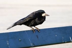 black bird on a wooden board