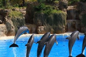 jumping dolphins in Loro Park, Tenerife