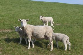 domestic sheep with lambs on the green pasture