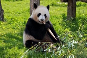 Panda beauvalle