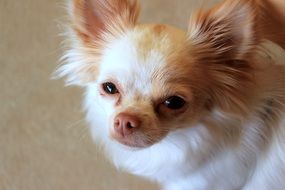 portrait of a white brown chihuahua