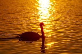 Swan in Japan