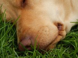 Dog is sleeping on the grass close-up