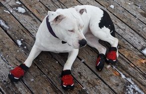 white dog in shoes