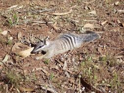 Numbat mammal in the wildlife