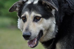 black and white dog with tongue hanging out