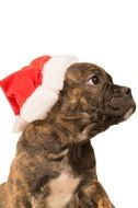 bulldog in a Santa Claus hat