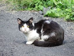 cat is sitting on the ground