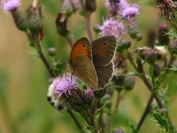 brown butterfly on the thistle