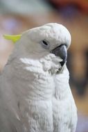 crested white parrot