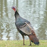 unusually beautiful Wild Turkey by the pond