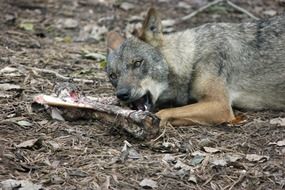 Iberian Wolf chewing a bone