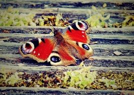 unusually handsome Butterfly