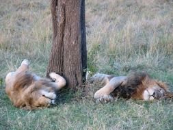 lions near a tree in the wild