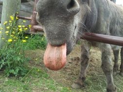 gray ass tongue closeup