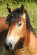 Picture of the beautiful Horse