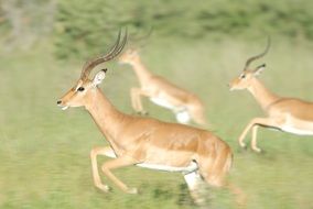Running gazelle flock
