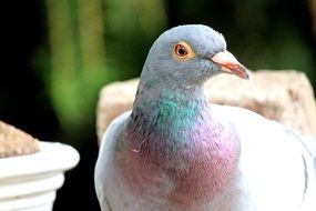 dove with iridescent breast