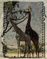 Giraffe Wild Animals drawing