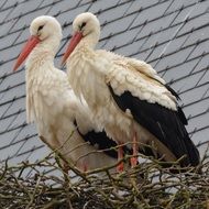 young storks in the nest