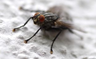 Fly Whopper Close up