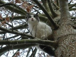 scared cat on a tree