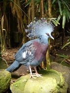 crown pigeon on a stone