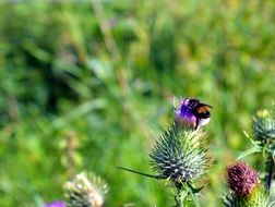 insect sits on a wildflower