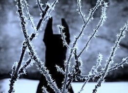 Doberman dog is on a wintry meadow