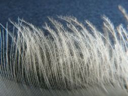 Swan Feather