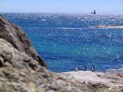 penguins on the rock