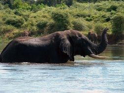 elephant in the water in zambia