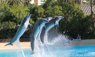 Dolphins are jumping from the water