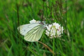 cabbage butterfly on a white clover