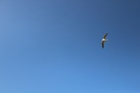 seagull soaring in the blue sky